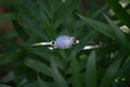 A silver bangle bracelet with an oval light purple stone, resting on green leaves.
